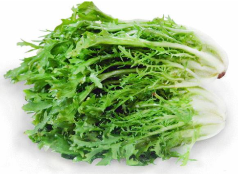 苦菊圖片